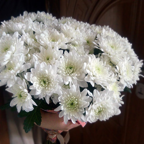 біла хризантема зембла фото букета