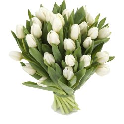 фото товару 25 белых тюльпанов