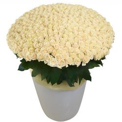 301 біла троянда у великому вазоні фото