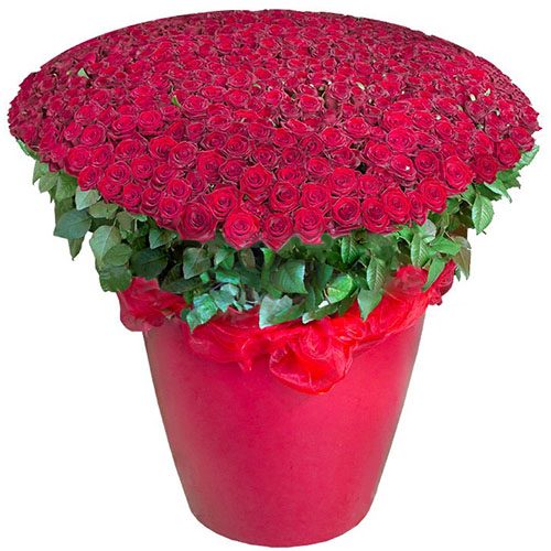 301 червона троянда у великому вазоні фото
