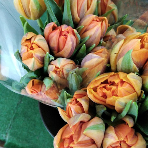 живе фото товару "21 тюльпан “Маковий цвіт”"