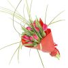 Фото товара 21 тюльпан "Маковий цвіт"