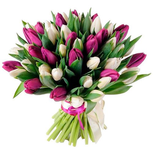 Фото товара 51 біло-пурпурний тюльпан (зі стрічкою)