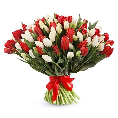 Фото товара 75 червоно-білих тюльпанів (зі стрічкою)