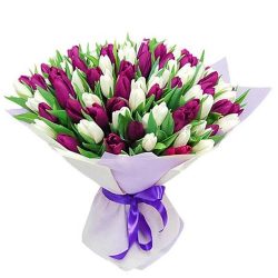 Фото товара 75 пурпурно-білих тюльпанів