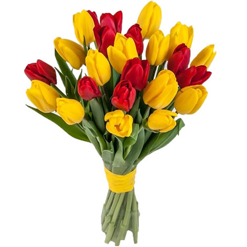 Фото товара 15 красно-жёлтых тюльпанов (с лентой)