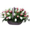 Фото товара 75 пурпурно-белых тюльпанов
