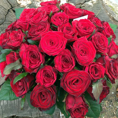 35 красных роз фото