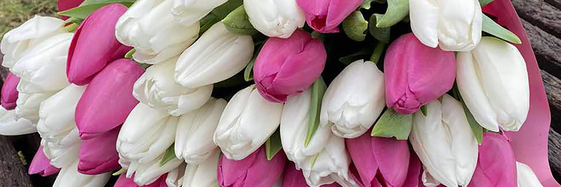 категория товаров Тюльпани | Житомир | «Квітка Він»